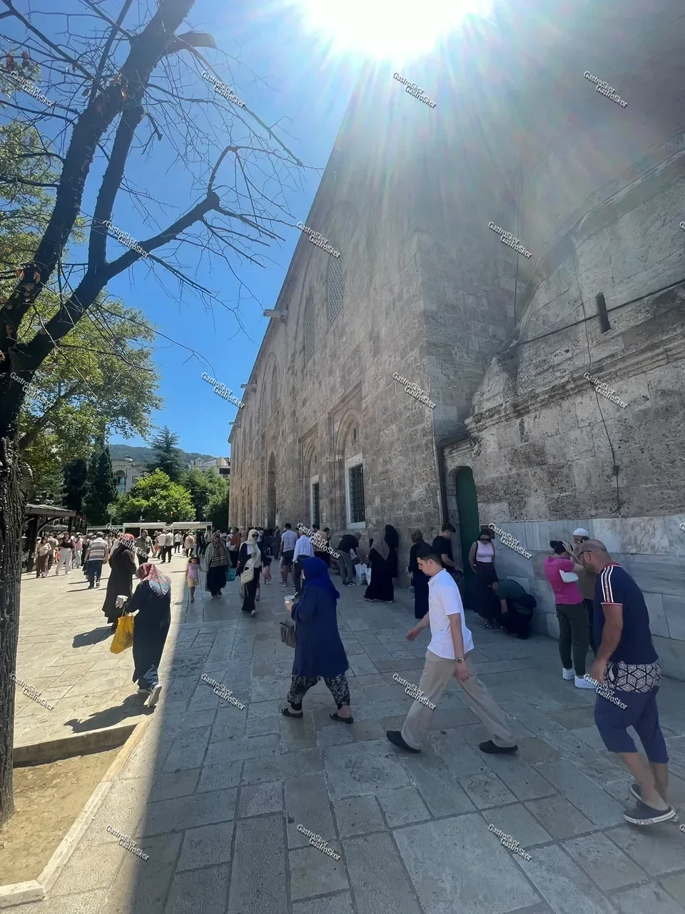 Mantar fotoğrafı