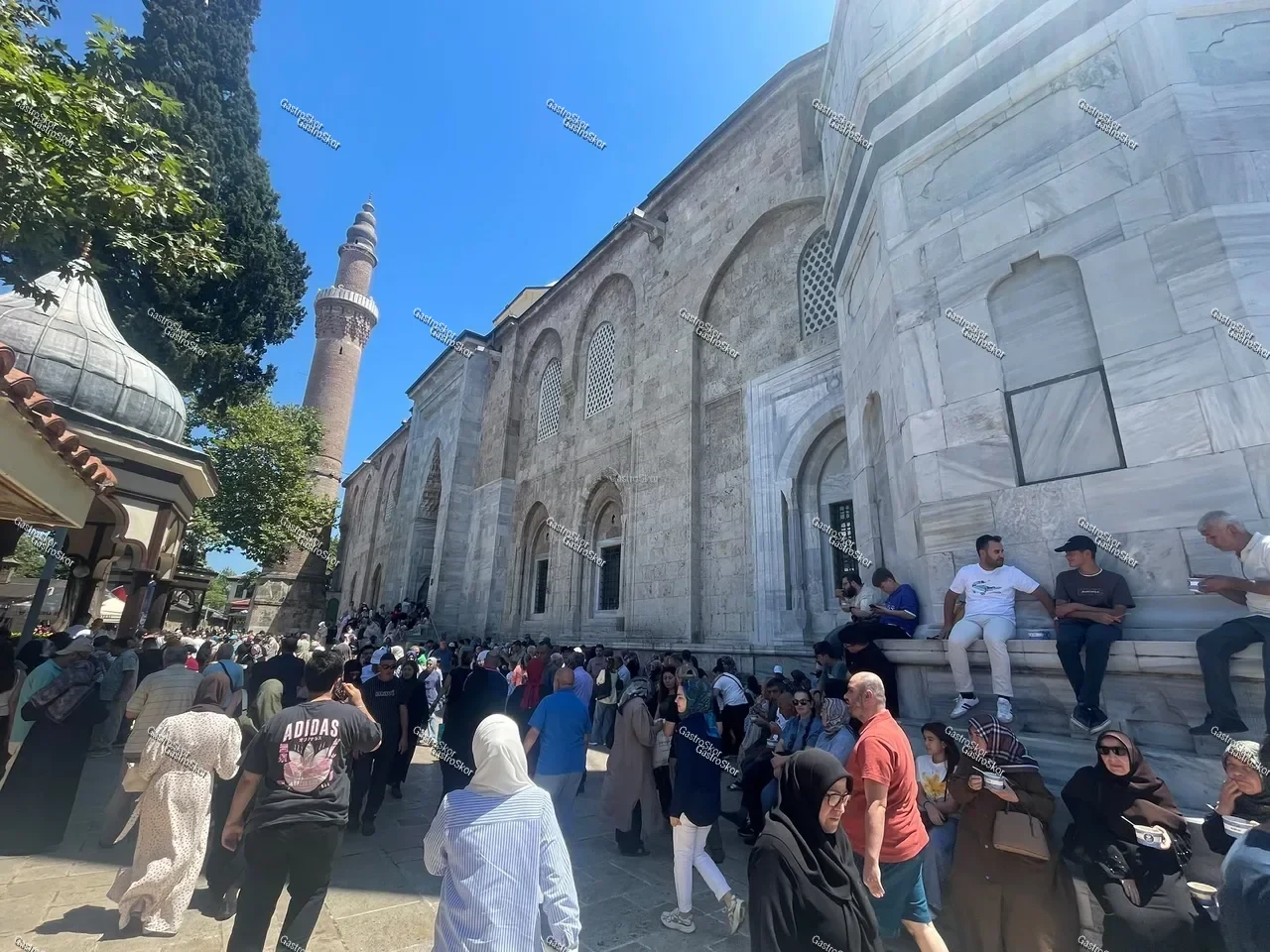 Mantar fotoğrafı