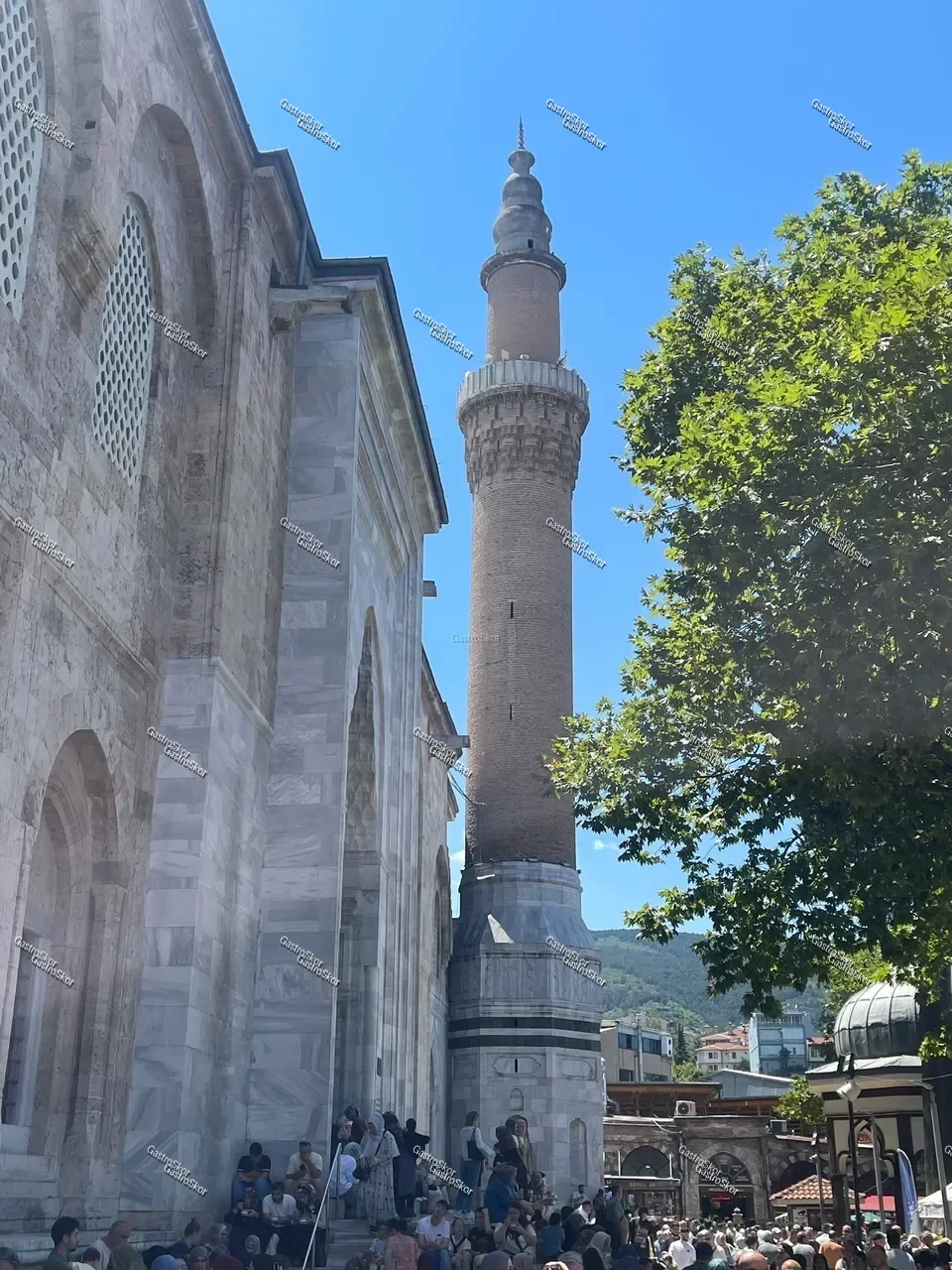 Mantar fotoğrafı