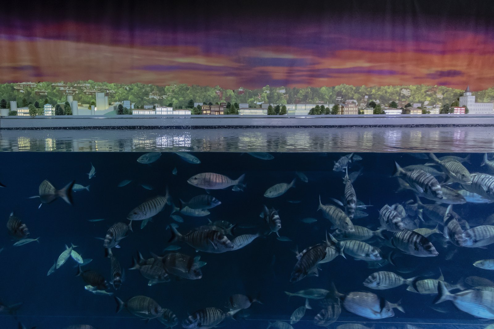 Istanbul Aquarium 01.jpg