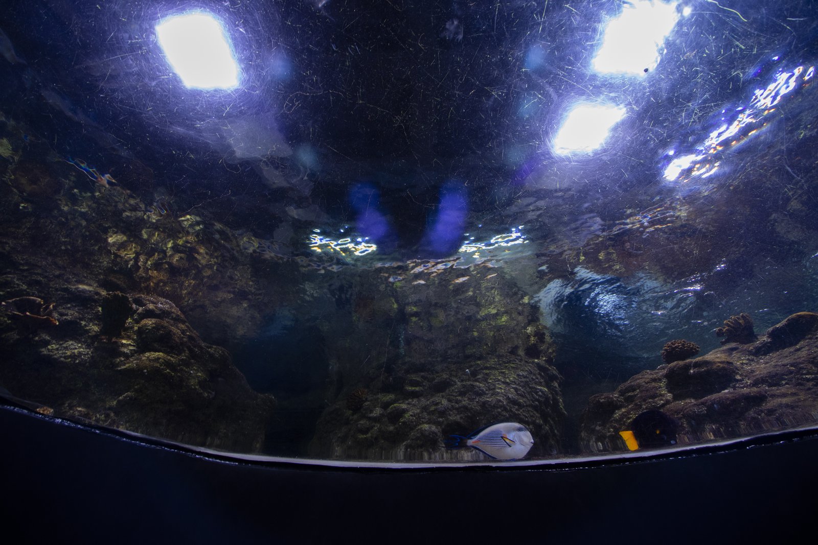 Istanbul Aquarium 04.jpg