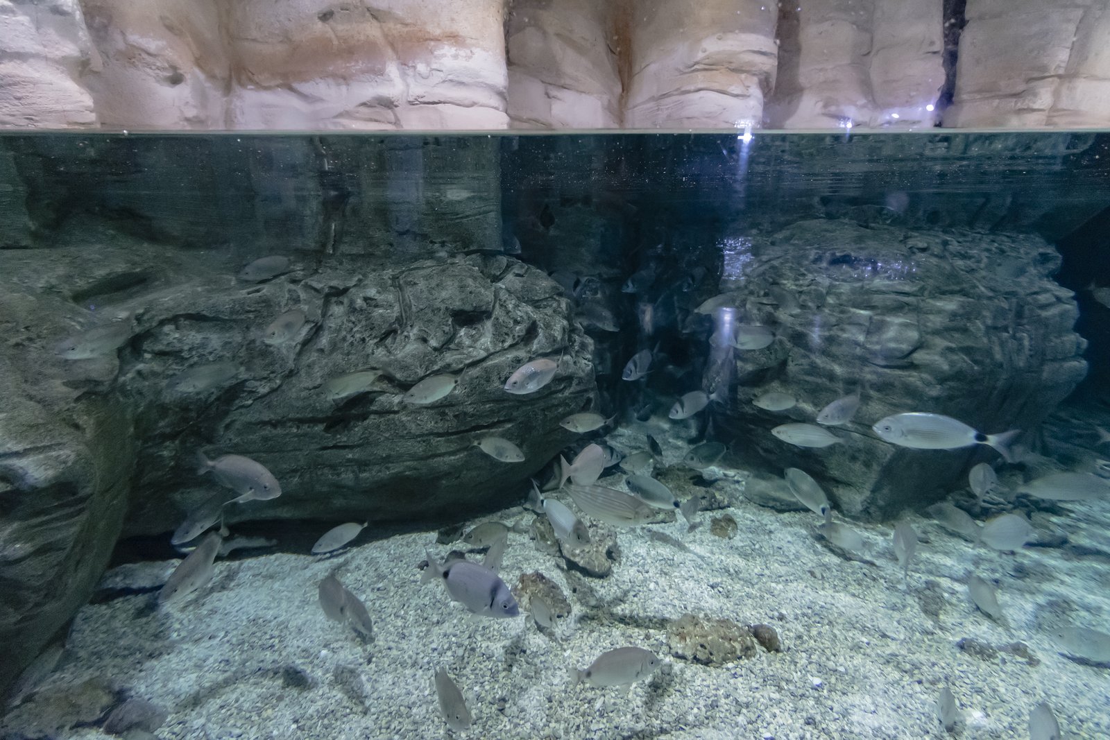 Istanbul Aquarium 08.jpg
