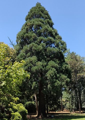KARACA ARBORETUM CANLI AĞAÇ MÜZESİ