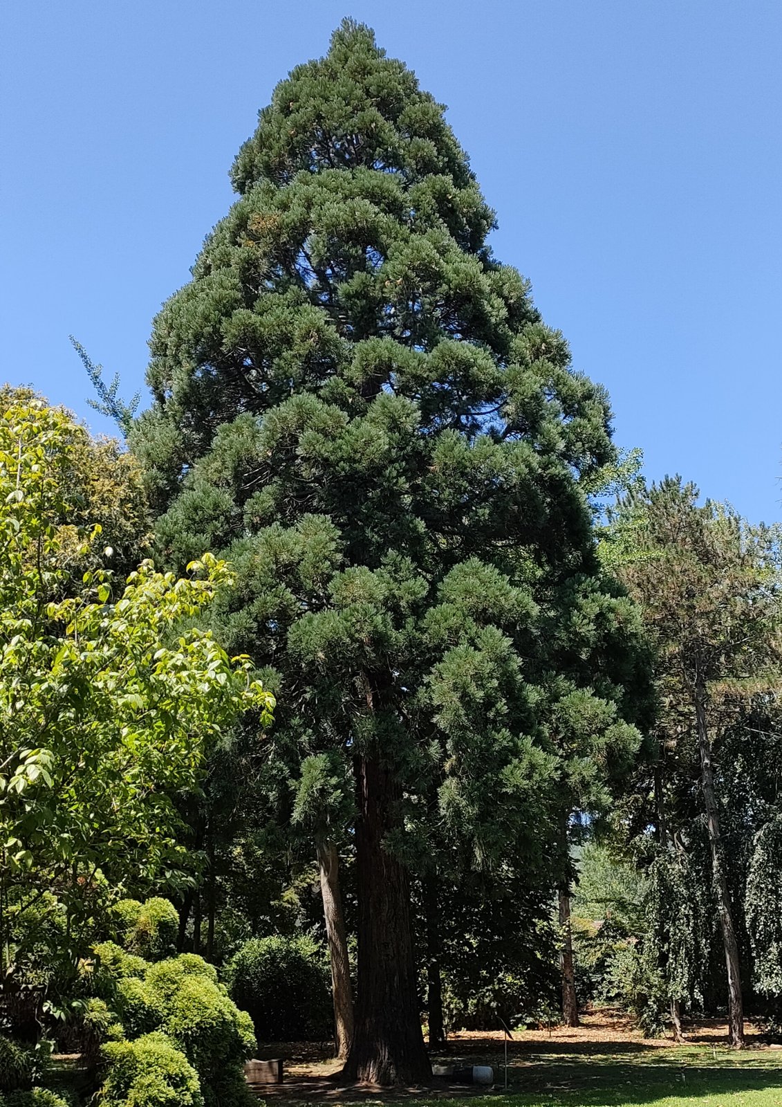 KARACA ARBORETUM CANLI AĞAÇ MÜZESİ görseli