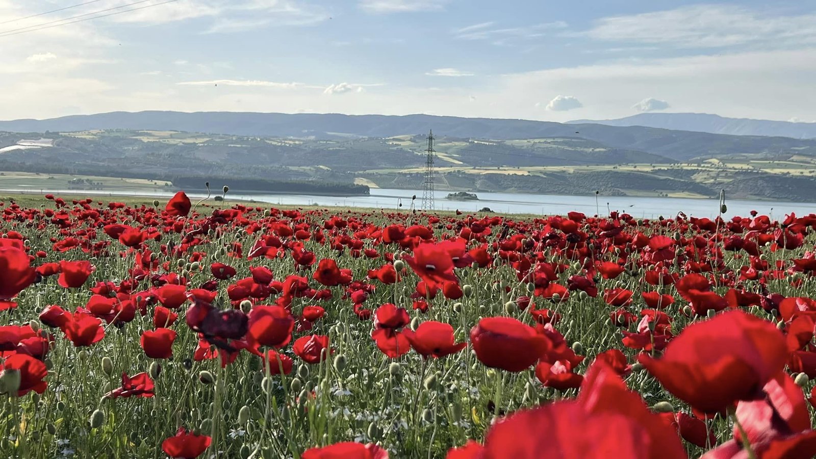 Un champ de coquelicots face au barrage de Kartalkaya.jpg